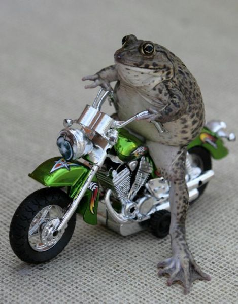 frog on motorcycle in thailand