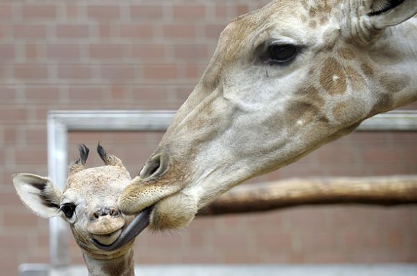 мама жираф с дитенешем