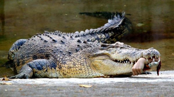 крокодил с откусанной рукой