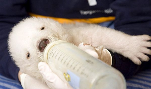 белый медвеженок из зоопарка нюрнберга white polar bear cub