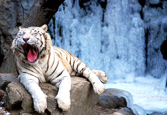 белый тигр white tiger