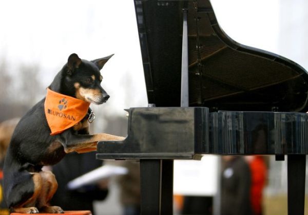 пинчер играющий на пианино на выставке собак cacib 2008 в нюрнберге германия