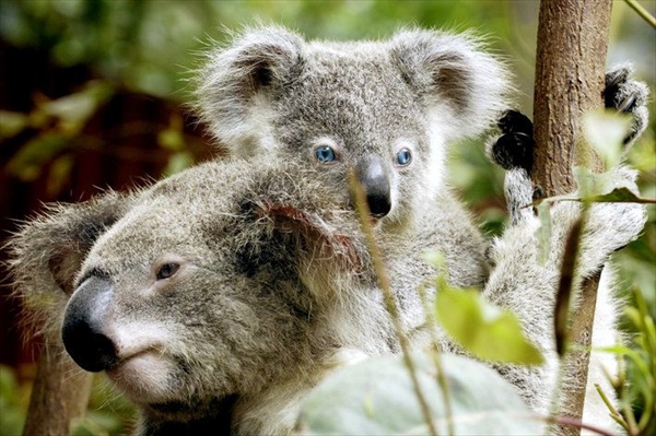 голубоглазая коала из парка развлечений dreamland goald coast queensland australia blue-eyed koala