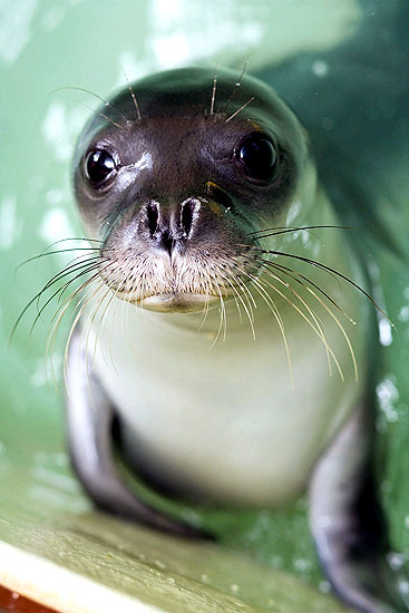 морской тюлень монах детеныш baby monk seal национальный морской парк алониссос