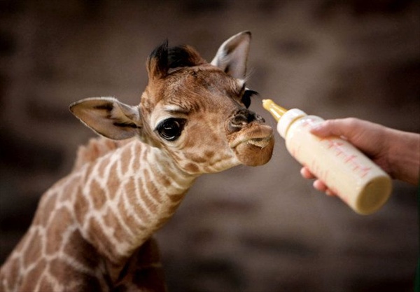 юная жирафиха по имени Маргарет родившаяся 20 января в зоопарке города Честер
