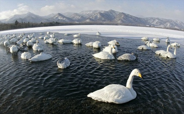 Стая белых лебедей Lake Kussharo Teshikaga Japan
