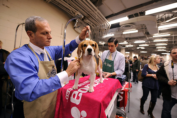132th Westminster Kennel Club Dog Show in New York