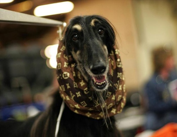 собака в платке Louis Vuitton