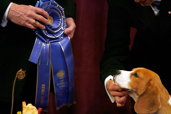 В Нью-Йорке проходит 132-я ежегодная выставка собак Westminster Kennel Club