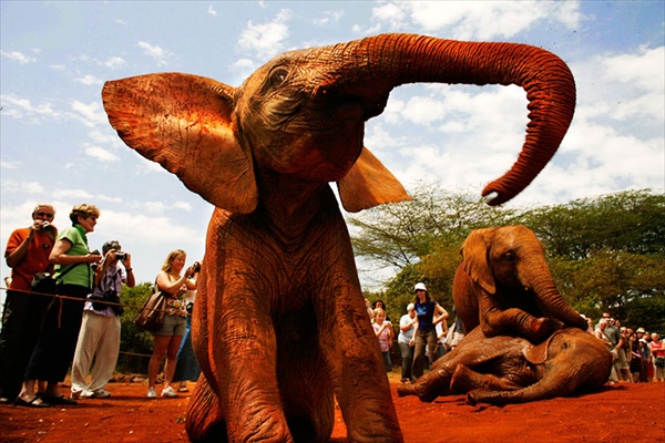 африканские слоны