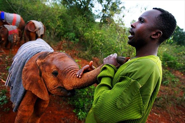 Elefantenwaisenhaus in Kenia