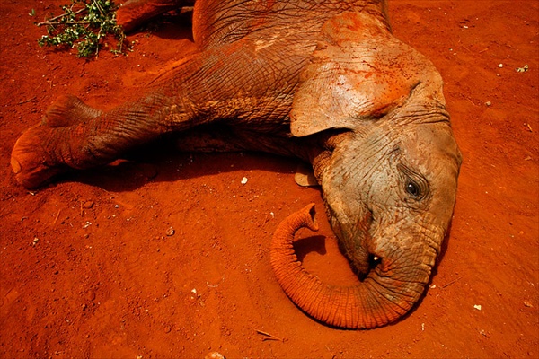 найроби кения африка заповедник слонов
