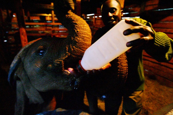 Питомник для маленьких слонов, потерявших родителей, Найроби, Кения
