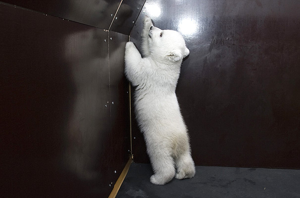 Flocke, el osito polar del zoo de Núremberg