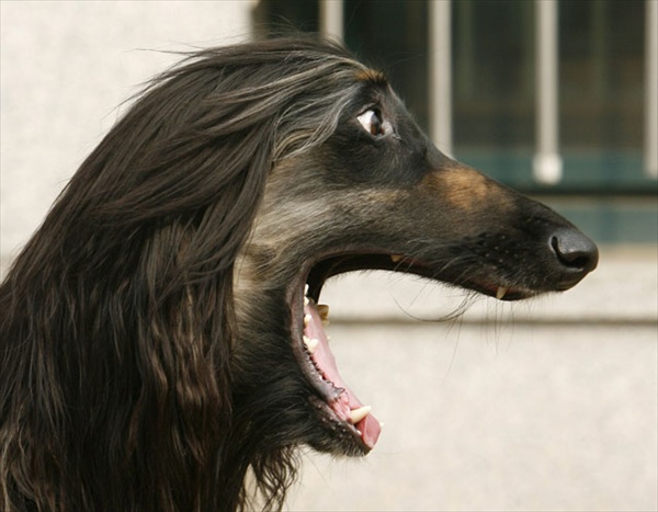 Snuppy the Afghan Hound, the world's first dog cloned