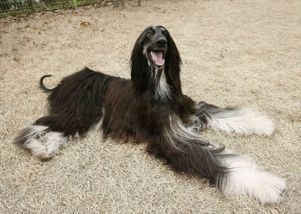 афганская гончая снуппи первая клонированная собака, сеул, южная корея