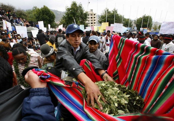 coca grower holds coca leaves during a protest against the U.N. coca report