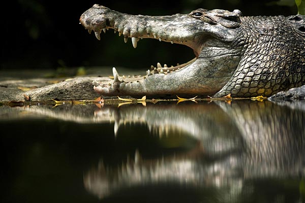 Крокодил в Сингапурском зоопарке