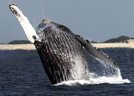 окинавский кит в прыжке над водой