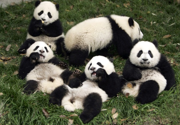 Пандамониум - большие панды обедают