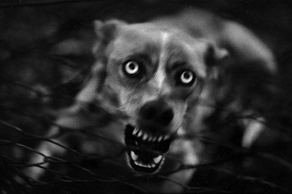 В категории природа награду получил портрет злой собаки фотографа Джакомо Брунелли Giacomo Brunelli