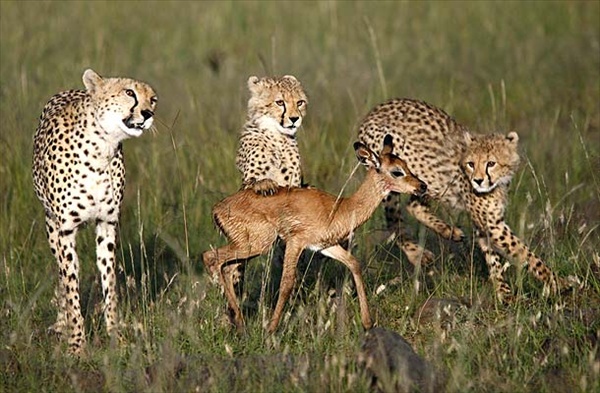 юные гепарды на первой охоте