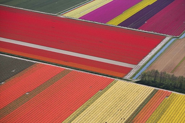 Буйство красок на тюльпановых полях в Голландии