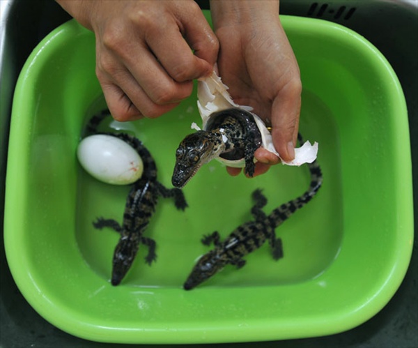 Рабочий тайландского зоопарка Sriracha Tiger Zoo помогает молодому крокодилу вылупиться из яйца