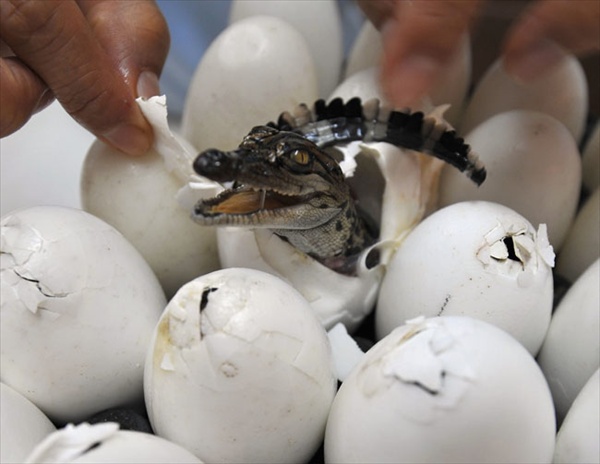 worker helps a baby crocodile out of its shell at Sriracha Tiger Zoo