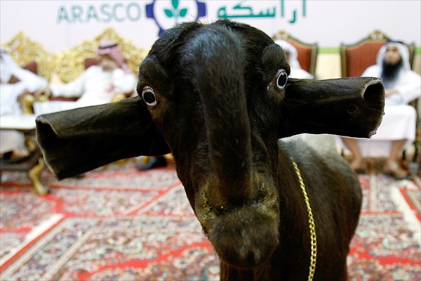 miss_goat_saudi_arabia06.jpg