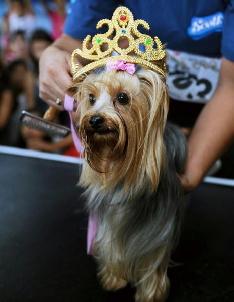 йоркширский терьер победительница конкурса красоты среди собак