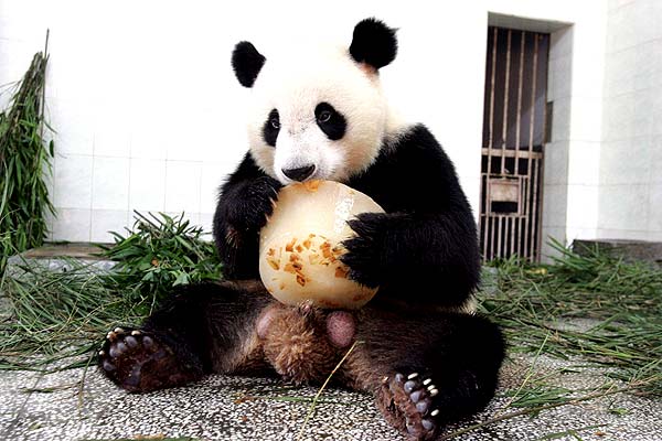 Фотография гигантской панды из центра защиты и изучения гигантских панд Волун