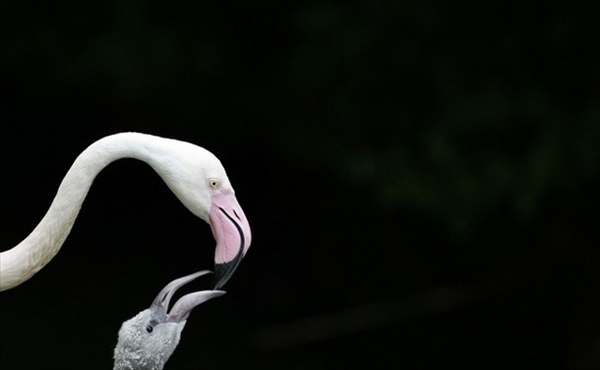 розовые фламинго зоопарк хеллабрун