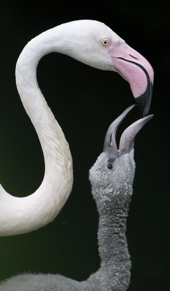 flamingos_hellabrun04.jpg
