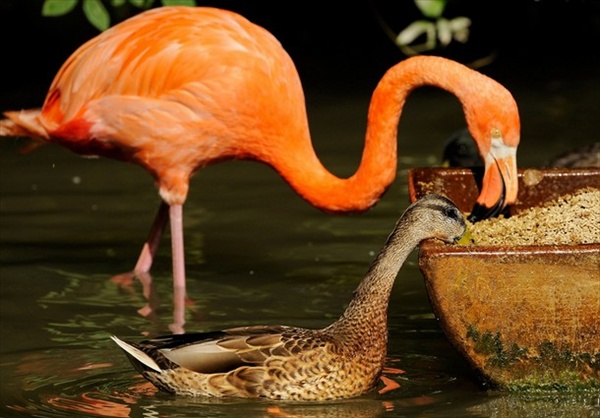 flamingos_hellabrun05.jpg
