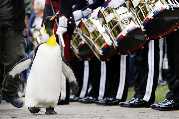 Королевский пингвин по имени Нилс Олаф был возведен в рыцарское звание