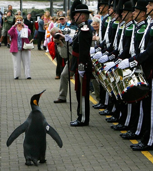 пингвин из Эдинбургского зоопарка