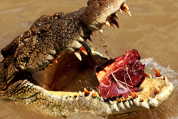 гигантский крокодил, река аделаида