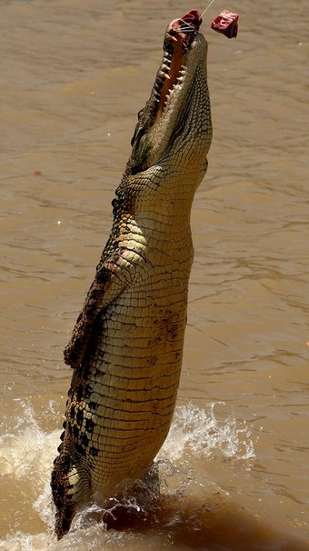 crocodile adelaide darwin