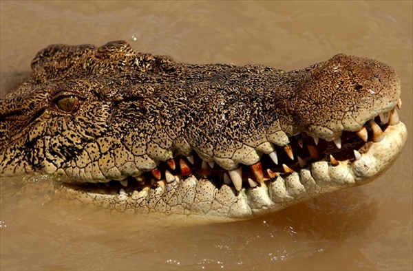 прыгающие крокодилы реки Аделаиды