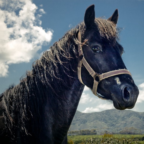 gbi2_black_horse.jpg