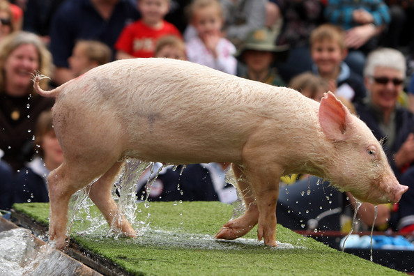 pigs_fly_royal_melbourne_show04.jpg