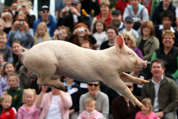 pigs_fly_royal_melbourne_show07.jpg