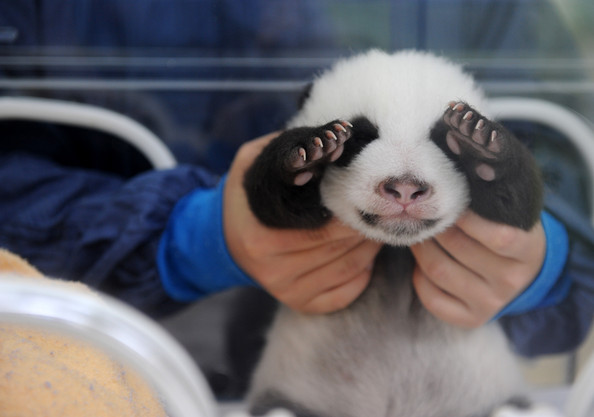 детеныши гигантской панды