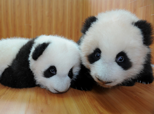 panda_twins_yaan_sichuan_province04.jpg