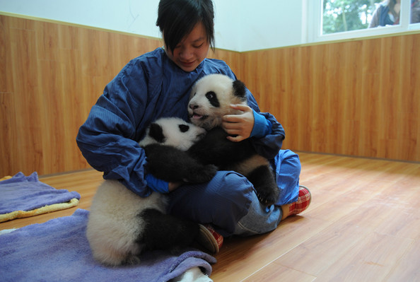 panda_twins_yaan_sichuan_province05.jpg