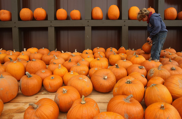 Pumpkin Mania in Germany