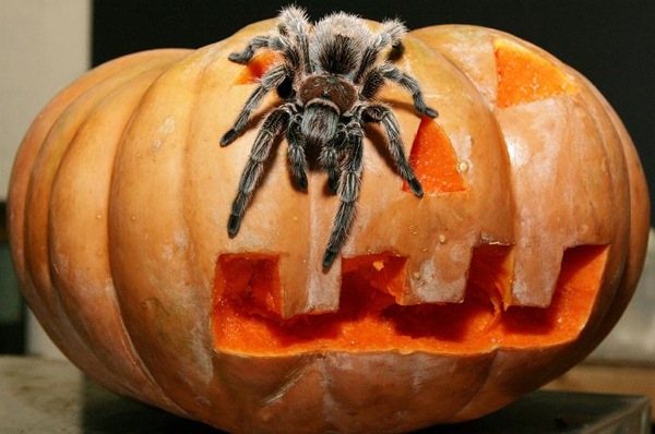 halloween_pumkin_tarantula.jpg