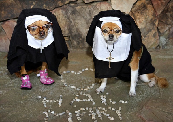 halloween_dogs_dressed_as_nuns.jpg