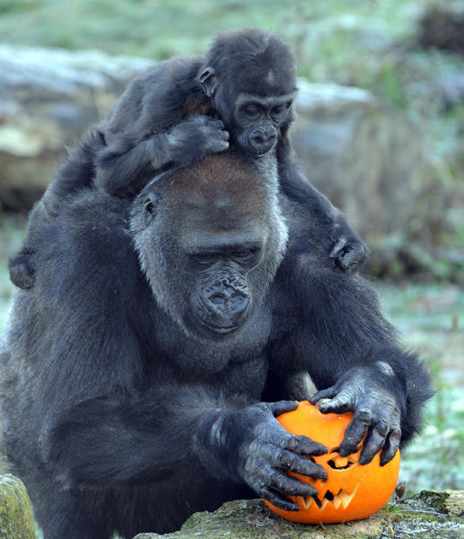 halloween_pumpkin_and_gorillas_bristol_zoo_gardens.jpg
